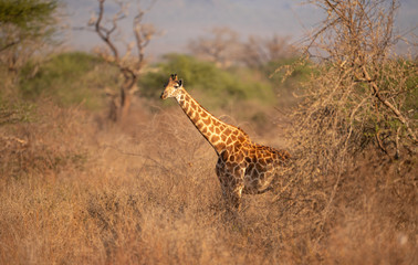 giraffe in the bush