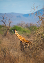 giraffe in the bush