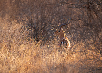 Fototapeta premium Impala ram in the bush