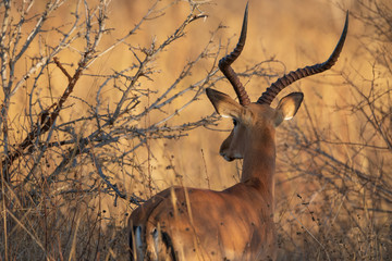 Impala ram in the bush