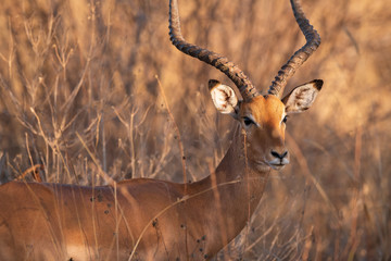 Impala ram in the bush