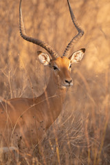 Impala ram in the bush