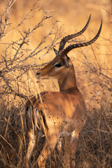 Impala ram in the bush
