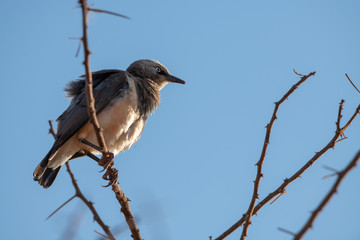 Rattling Cisticola on the tree