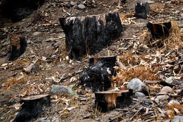 Bosque de Eucaliptos quemados y talados