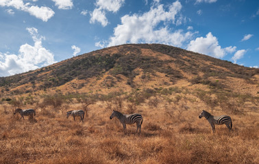Zebra in the wild field