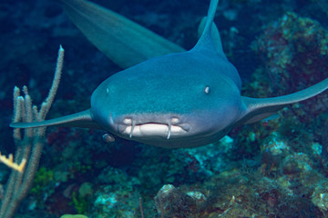 nurse shark grand cayman
