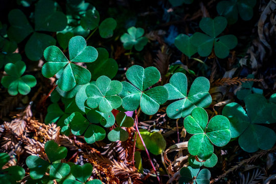 Shamrocks intertwined on a redwood forest floor in the sunshine.