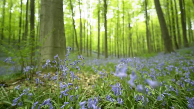 Blooming bluebells in Halle Forest, Walking through blue flower carpet among trees. Hallerbos, Belgium