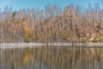 Trees reflecting in a lake surface
