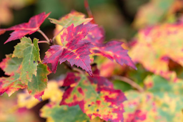 red autumn leaves