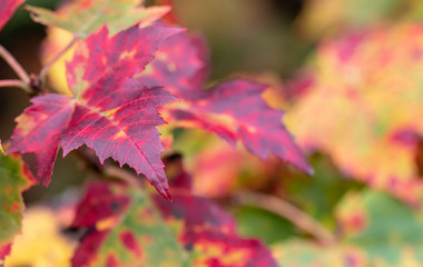 red autumn leaves