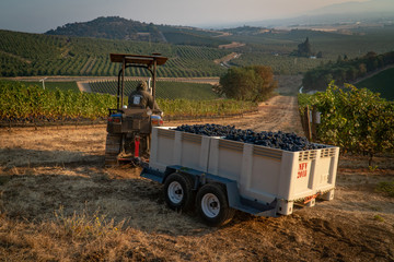 A vineyard worker hauling a harvest bin full of wine grapes  with a tractor at a vineyard in southern oregon
