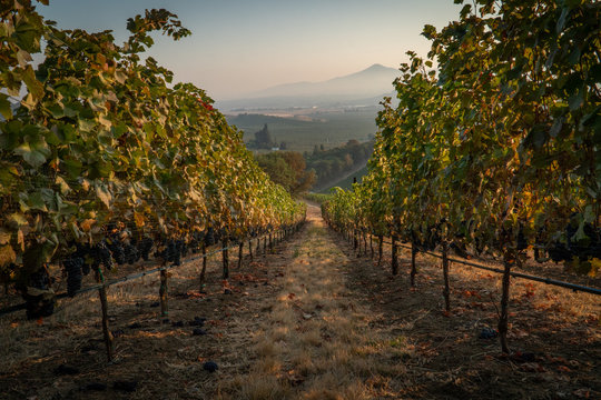 Rows of ripe wine grapes ready for harvest at a hillside vineyard in southern oregon
