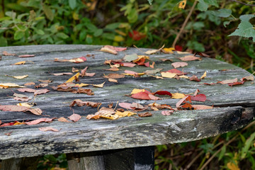 autumn leaves in the park on wooden table