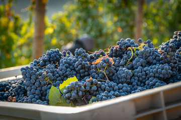 Freshly harvested wine grapes in a harvest bin at a vineyard in southern oregon - obrazy, fototapety, plakaty