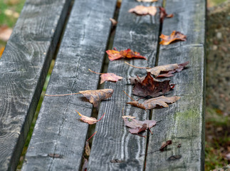 autumn leaves on wooden planks closeup