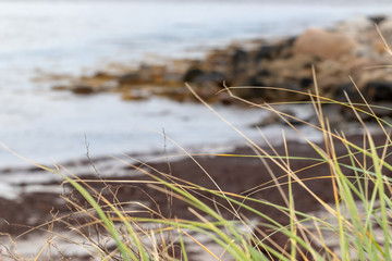 grass on the beach