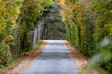road in the autumn forest, peaceful.