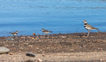 Killdeer family on the beach
