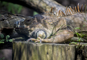 Iguana