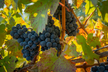 Bunches of ripe wine grapes ready for harvest at a vineyard in southern oregon