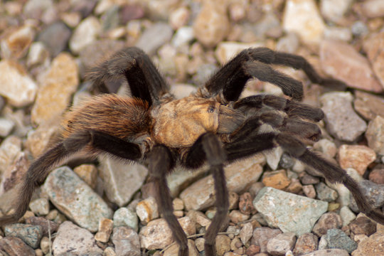 Mygalomorphae Billeder Gennemse 482 stockfotos, vektorer og videoer