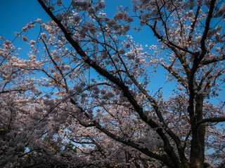 Cherry blossoms in Japan
