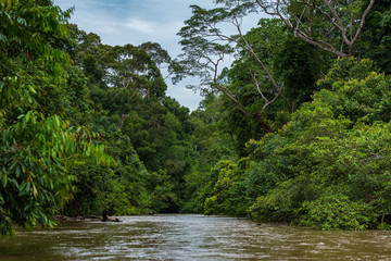 Obraz premium River in the forest