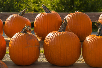 pumpkins for sale