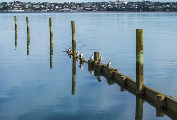 Old Pier Poles Reflection and Spotted Shag or Parekareka Birds at Bayswater Boats Marina Fishing Spot Auckland, New Zealand