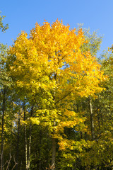 Naklejka premium Autumn landscape. Golden leaves on blue sky background