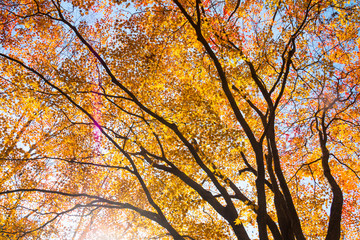 Low angle shot of autumn maple