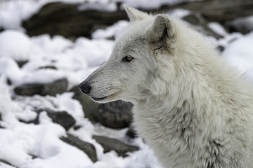 Timber Wolf (Gray Wolf or Grey Wolf) in the Snow