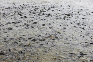 Many of the fish pond