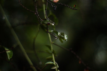 Dew drop on a branch. This photograph was taken in Rio Claro, São Paulo, Brazil. 