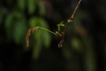 Rain drop on a branch. This photograph was taken in Rio Claro, São Paulo, Brazil. 