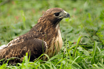 Red tailed hawk