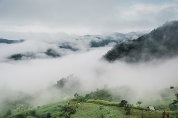 Foggy morning at Tea Plantation and mountain landscape in Thailand, beautiful landscape and sea of fog in Thailand.