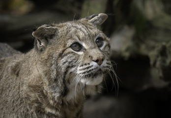 Close up of a bobcat with large sad eyes