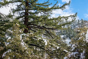 Baldy Mountain - Winter
