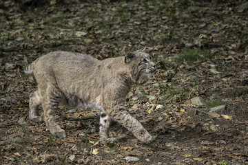 Bobcat walking through a clearing with Fall leaves on the ground