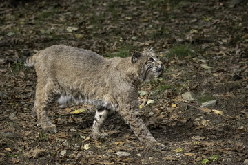 Bobcat walking through a clearing with Fall leaves on the ground