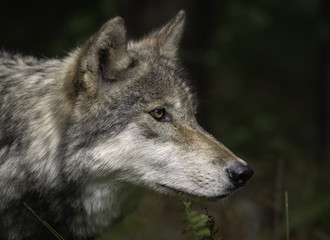 Timber Wolf (also known as a Gray Wolf or Grey Wolf) Portrait