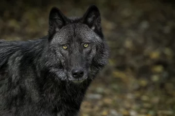 Deurstickers Mooie houtwolf (ook bekend als grijze wolf of grijze wolf) met zwarte en zilveren markeringen © Lori Labrecque