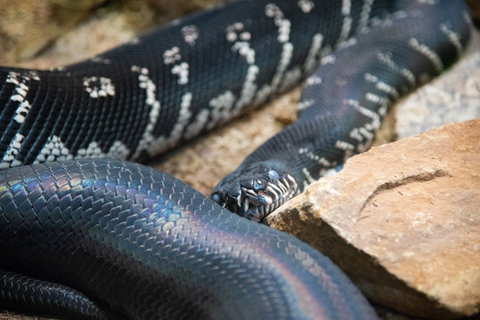 Boelen's Python
