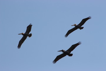 Birds