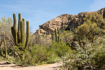 Boyce Thompson Arboretum