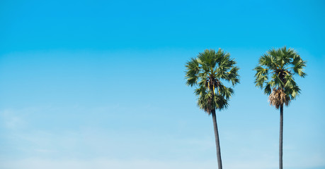 two palm tree on blue sky is background.