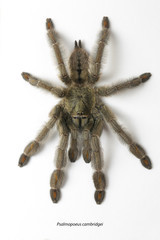 Psalmopoeus cambridgei